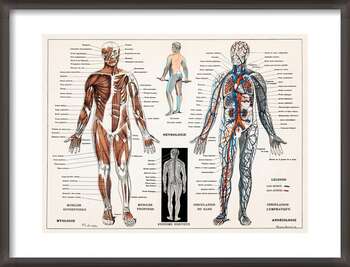 Poster Illustrazione antica del sistema nervoso e muscolare umano