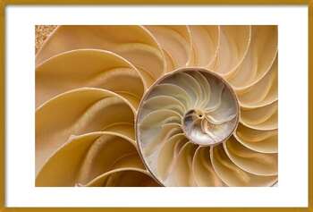 Poster Seashell - Chambered Nautilus Shell Detail.