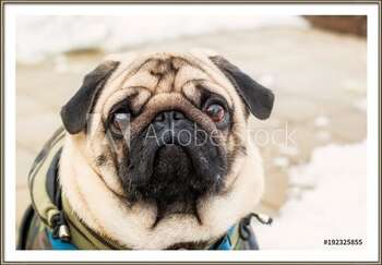 Poster incorniciato Dog breed pug. Portrait of a pet